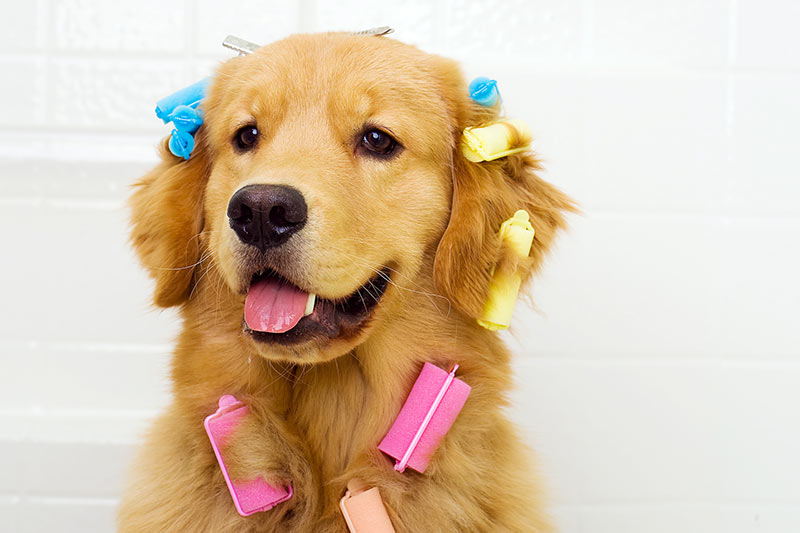 dog pedicure