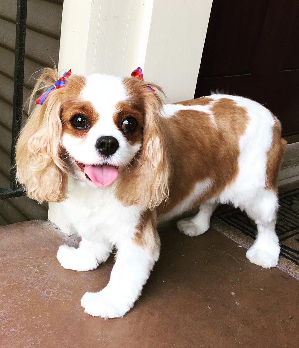 Cavalier King Charles Spaniel Haircut - Top Hairstyle Trends The