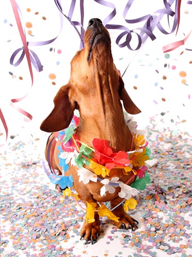 Happy-doxie