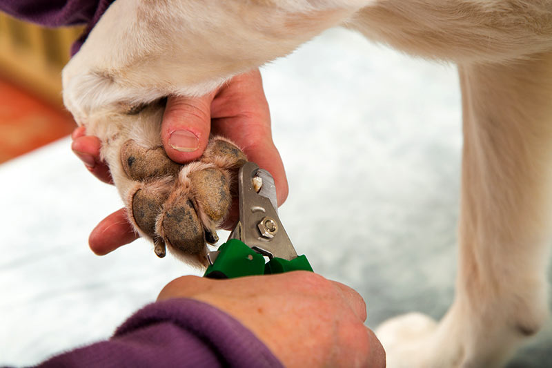 Keeping your dog’s nails trimmed why it’s important Haute Pets Mobile Grooming